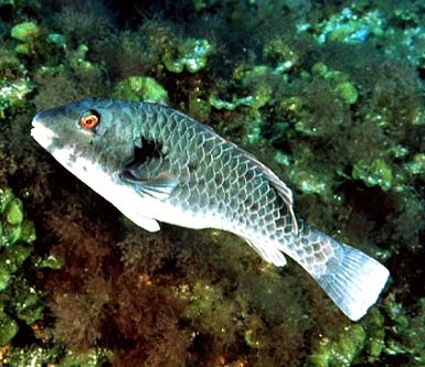 Sparisoma cretense_009